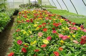 Melindungi tanaman dari hujan dan kontak sinar matahari secara langsung dengan tanaman memaksimalkan proses fotosintesis pada tanaman. Manfaat Plastik UV GreenHouse Untuk Tanaman Hias | Rumah ...
