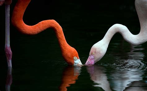 Photos Bird Flamingo 2 Water Animal