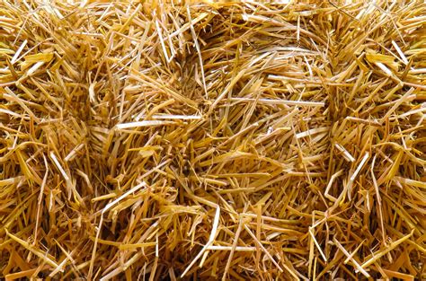 Free Images Branch Hay Field Food Crop Autumn Soil Agriculture