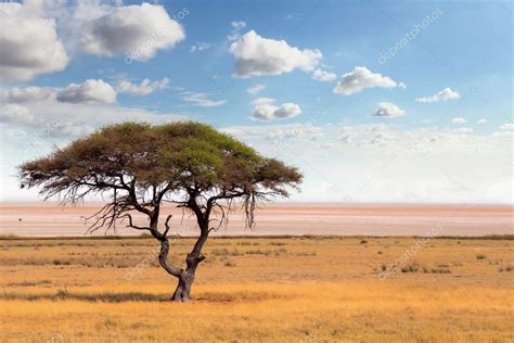 Large Acacia Tree In The Open Savanna Plains Africa Stock Photo