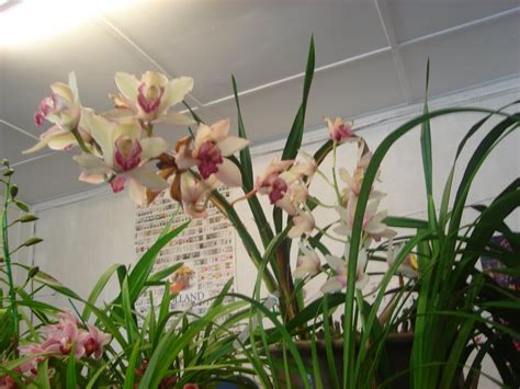 Bunga orkid atau anggerik ialah famili terbesar pohon berbunga (angiosperma). PENGGEMAR ORKID MALAYSIA: October 2006