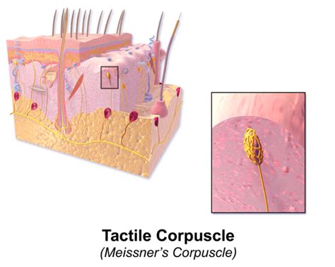 difference between meissner s corpuscles and pacinian corpuscles