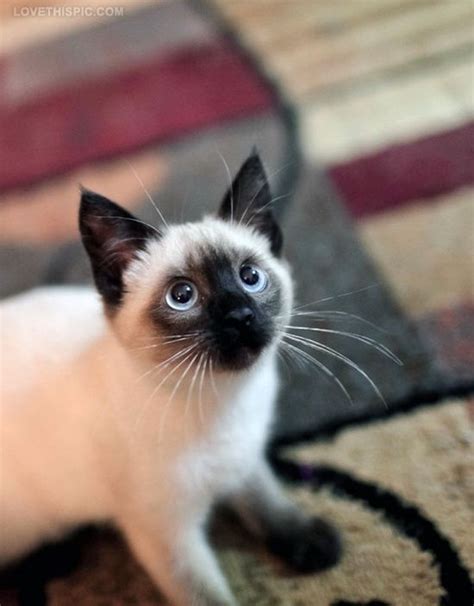 Siamese Cats Siamese Cats ★ Siamese Cats Siamese Kittens Cute Kittens Cats And Kittens