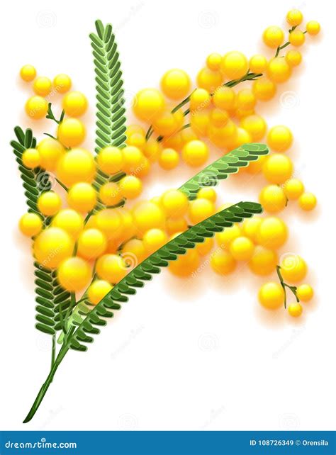 Ramo Giallo Del Fiore Della Mimosa Su Fondo Bianco Simbolo Di Fioritura Dell Acacia Della Molla