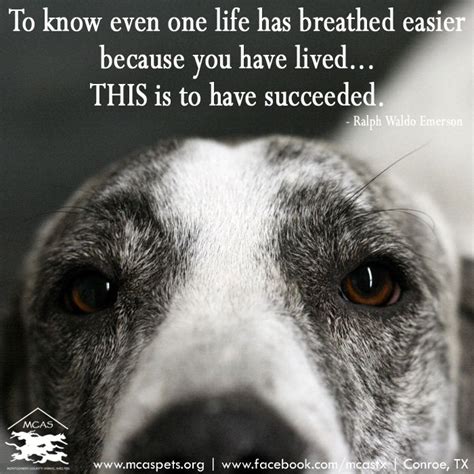 Volunteer Foster Adopt Rescue Dog Quotes Dog Quotes Animals