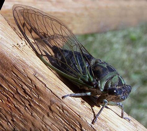 About 'havey' from another comment. Cicada | Tagalog Meaning of Cicada