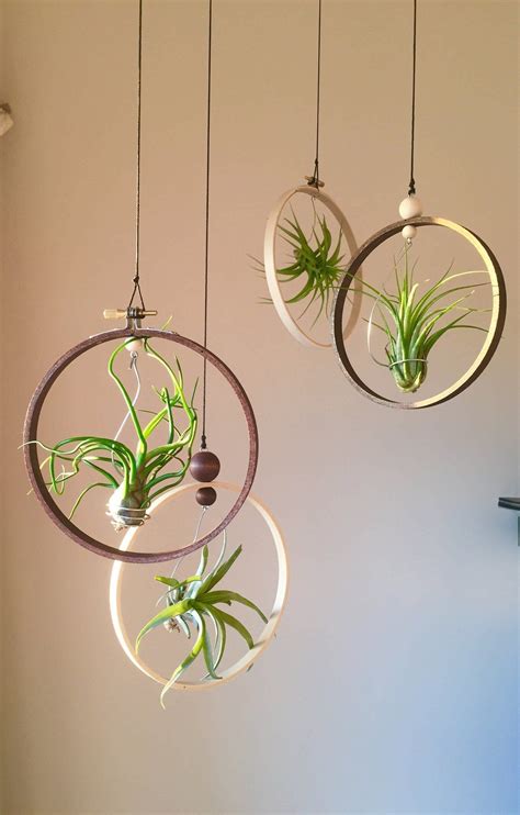 4 Pack Mixed Air Plant Set T Idea Hanging Tillandsia Etsy Gardens