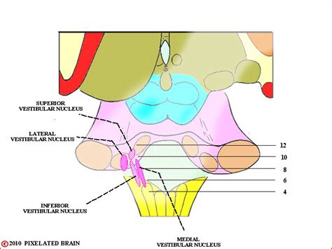 Pixelated Brain Module 12 Section 3 The Vestibular System