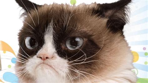 Grumpy Cat Turns Two Continues To Make Its Owners Very Happy