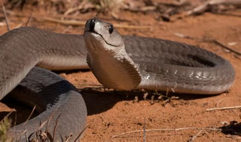20 Most Venomous Snakes In The World Hubpages