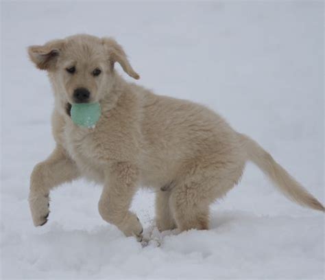 We have five adorable golden english cream puppies born feb 27, 2020! English Cream Golden Retriever puppies are now available ...