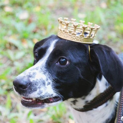 Royal Dog Crown Pet Photo Prop Pet Party Supplies Dogs Crown
