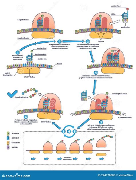 RNA Translation As Process Of Transcription Of DNA To RNA Outline