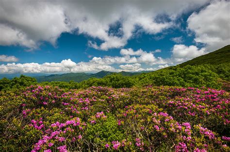 Blue Ridge Parkway Spring Flowers Spring In The Mountains Photograph