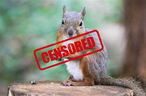 Squirrel With ‘breasts Goes Viral In A Park In Japan Daily Star