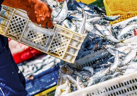 ¿qué Es La Pesca Sostenible Y Por Qué Apostar Por Ella Bbva