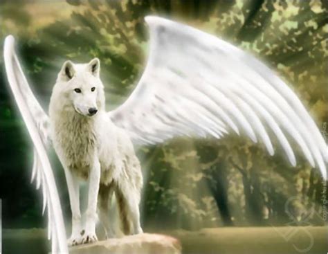Angel Wolf Animal Spirit Guides Wolf Love Animal Totems