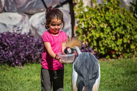 Fresno Chaffee Zoo - Winged Wonders Bird Show - East Afric… | Flickr