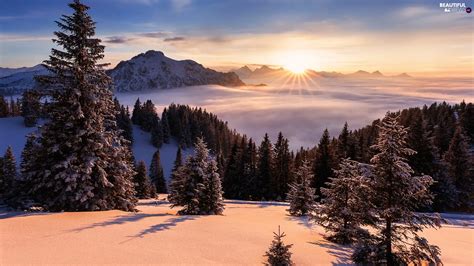 Trees Rays Of The Sun Mountains Sunrise Winter Viewes Fog