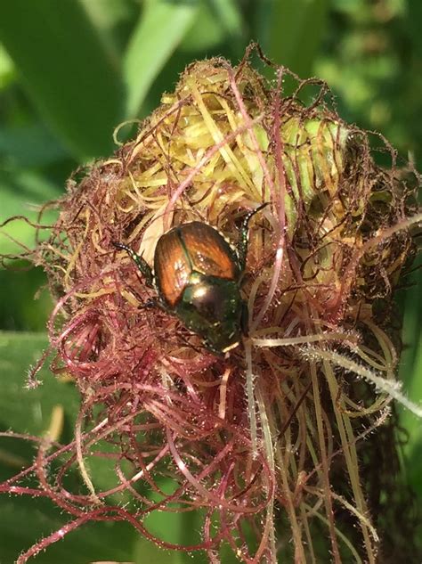Natural Japanese Beetle Control Our Homestead Adventures
