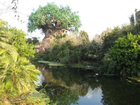 The Tree Of Life At Disneys Animal Kingdom Theme Park Flickr