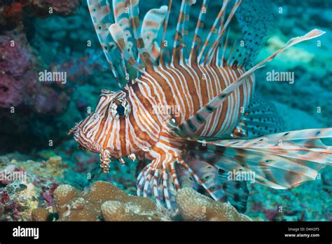 Scorpionfish Common Lionfish Pterois Miles Southern Thailand
