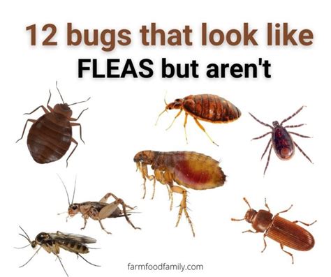 12 Bugs That Look Like Fleas And Jump With Pictures But Arent