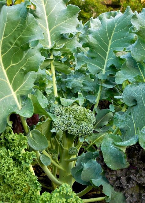 A Head For Perfection Broccoli Is A Tricky Vegetable To Grow