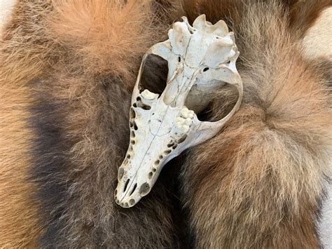 A Red Fox Skull For Craft Projects Bones Taxidermy Skulls Etsy Uk