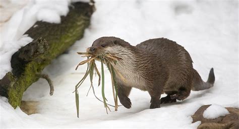 Otter Build A Nest In The Snow Otters Wild Animals Photography