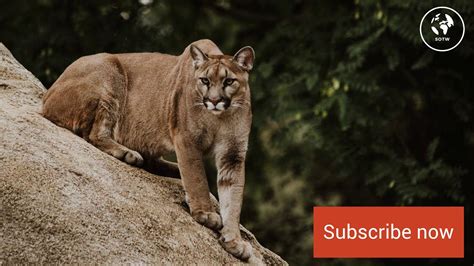 Cougar Sound Effect Free Youtube