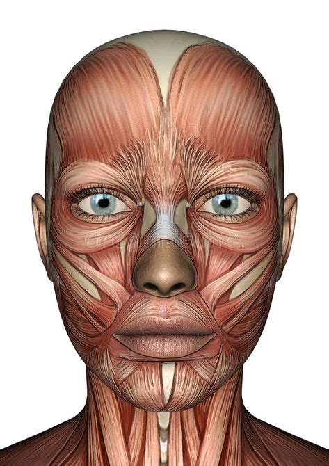 100 Best Face Muscles Anatomy Ideas In 2021 Muscle Anatomy Face