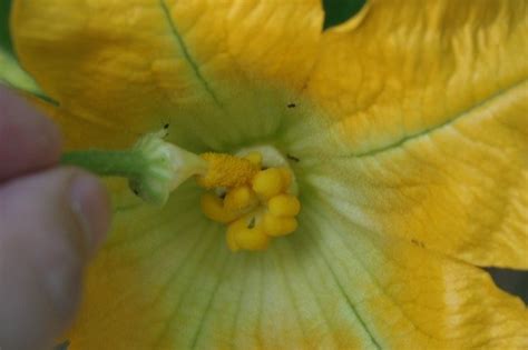 The female flower of the plant has a golden blossom on the end of each zucchini plant. Hand-Pollinating Zucchini Flowers - Green-Change.com