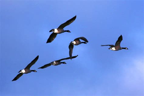 Why Do Geese Fly In The Shape Of A V Vermont Public Radio