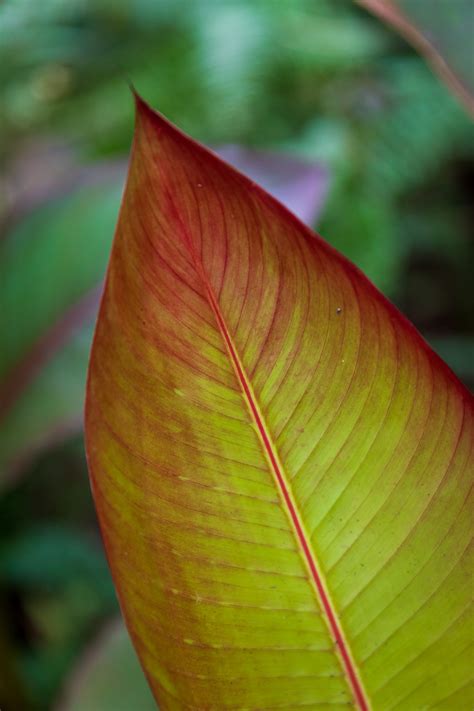 Large Tropical Leaf Free Stock Photo Public Domain Pictures