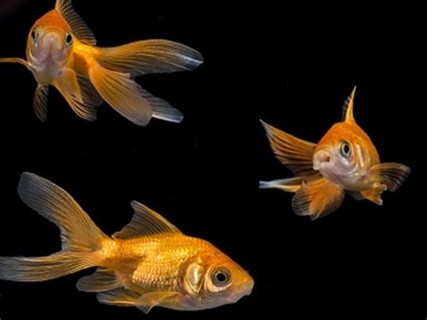 Veiltail Goldfish Care Guide And Species Profile Fishkeeping World