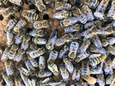 Breeder Queens Bee Scientifics