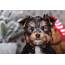 Hero  Handsome Morkie Puppies Online