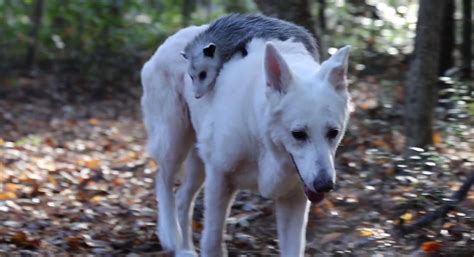 Joon the baby opossum gets a bath. This dog adopted an orphaned opossum : AnimalsBeingBros