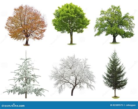 Tree Collection Isolated Stock Image Image Of Plant 82389575