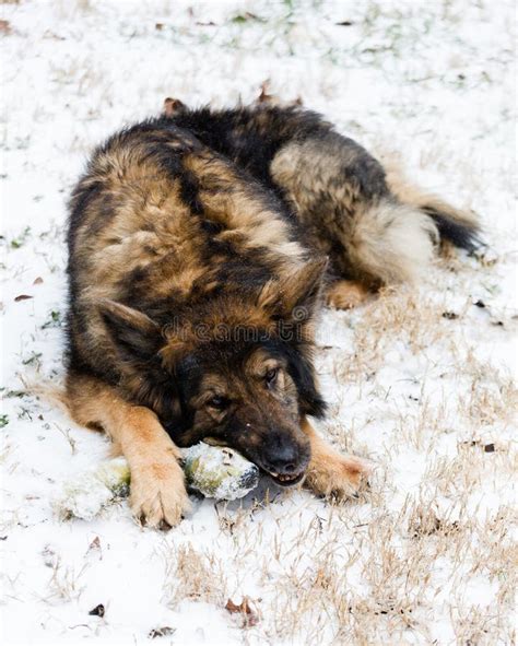 A German Shepherd Dog In The Snow With A Toy Stock Photo Image Of