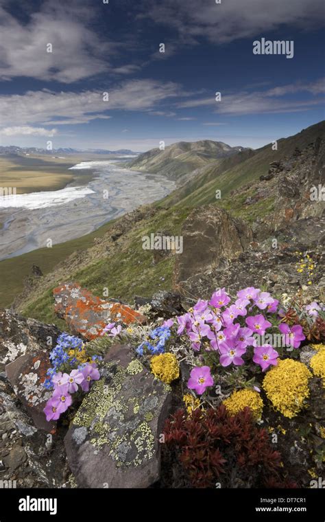 Hardy Arctic Wildflowers Low Growing Arctic National Wildlife Refuge