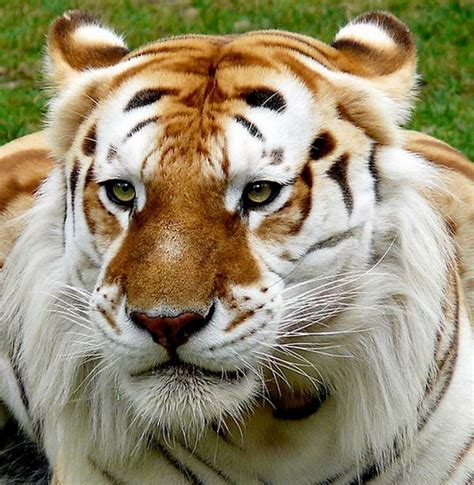 A Golden Tiger Golden Tabby Tiger Or Strawberry Tiger An Extremely
