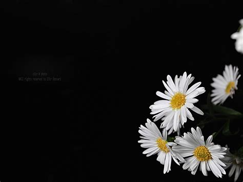 Black Flower Wallpaperdaisyflowerwhitepetaloxeye Daisy 102602