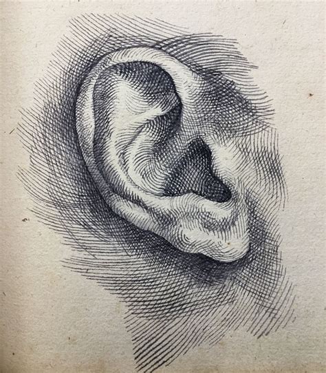Whats That Tiny Study Of An Ear Ink Inkdrawing Oldmasters
