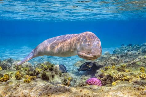 Dugongs Threatened Status And Facts Australian Marine Conservation