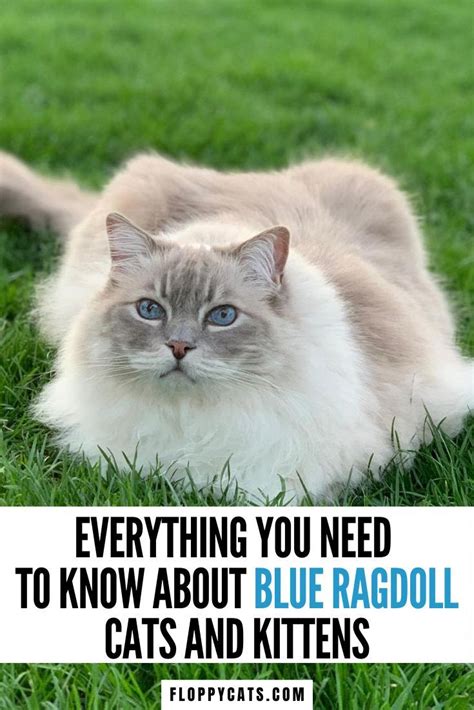 Blue Ragdoll Cats Blue Point Ragdolls Blue Mitted Colorpoint