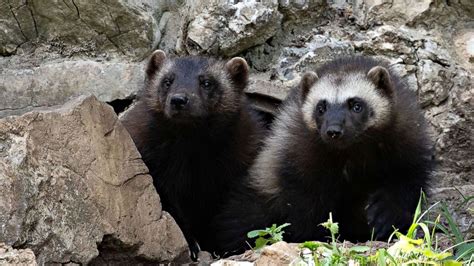 Government Refusal To Protect Wolverines Sparks Lawsuit From