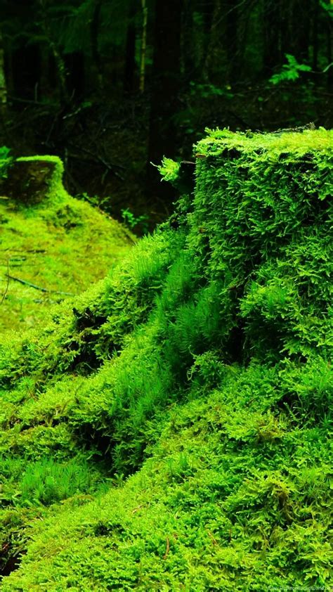Green Nature Mobile 4k Wallpapers Wallpaper Cave