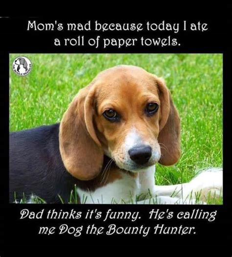 Pin By Melanie Amcnutt On Dog Humor Cute Beagles Dog The Bounty